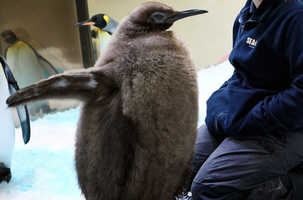 Pesto the Penguin next to one of his keepers.